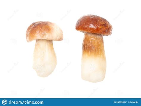 Hongos Boletus Frescos Aislados En Fondo Blanco Imagen De Archivo