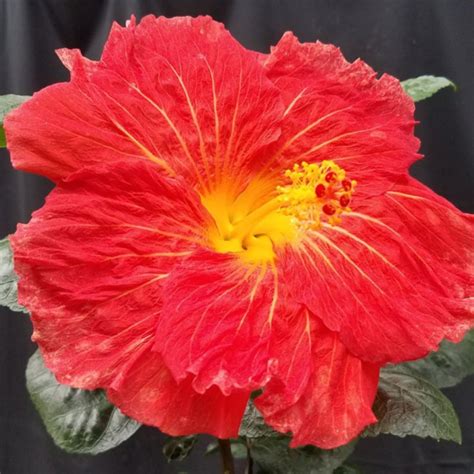 Hibiscus Breeding At The Texas Aandm Agrilife Center Vernon Texas Aandm Agrilife Research And