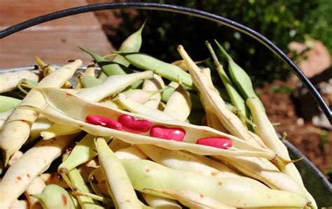 How To Grow Kidney Beans In A Pot Slick Garden