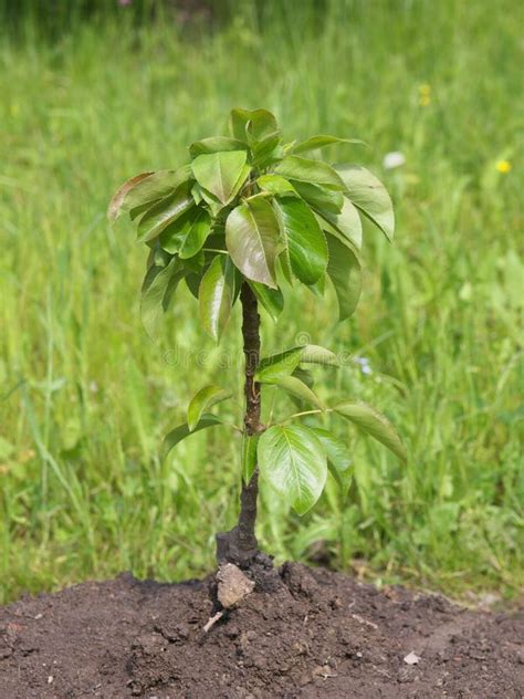 Young Pear Tree Stock Image Image Of Life Growing Nature 9905031