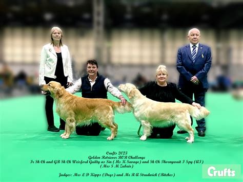 Crufts 2023 Gallery Weisford Golden Retrievers