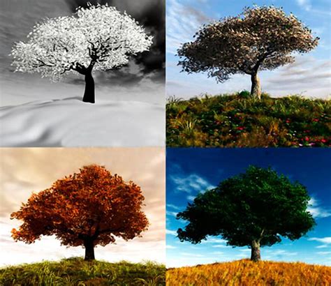 Four Seasons Tree | AJ Wallpaper