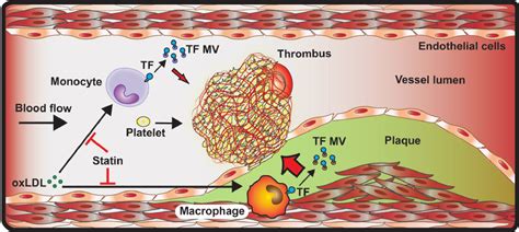 Sources Of Tf That Contribute To Thrombosis After Rupture Of An