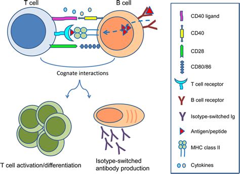 Protein That Activates B T Cells