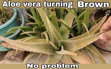 Aloe Vera Turning Brown Causes And The Options Home Garden Trends