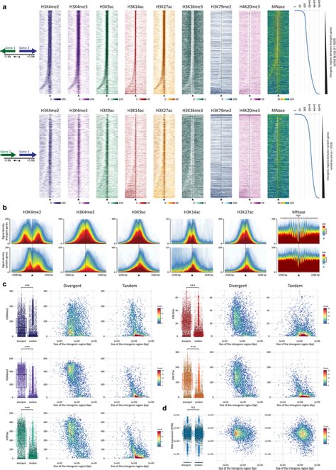 Histone Ptm Distributions In Intergenic Regions Between Divergent And