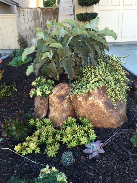 Neighborhood San Diego Succulent Garden Succulents Garden Rock Garden