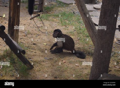 Petit singe Capuchin Jeune mammifère primate de singe Sapajus apella