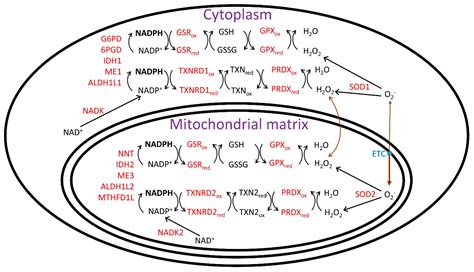 Nutrients Free Full Text Cytoplasmic And Mitochondrial NADPH