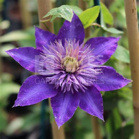 Clematis Multi Blue 3 Litres Climbers Tates