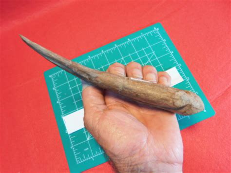 Spinosaurus Hand Claw Fossils And Artifacts For Sale Paleo Enterprises