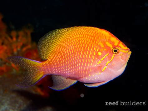 Big Bertha The Queen Of The Sunburst Anthias Reef Builders The