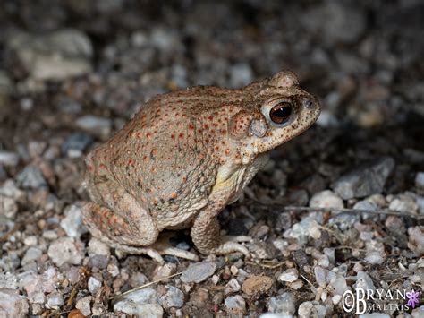 Red Spotted Toad 2 Tucson Arizona Photos