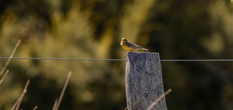 Premium Photo Saffron Finch Sicalis Flaveola La Pampa Argentina