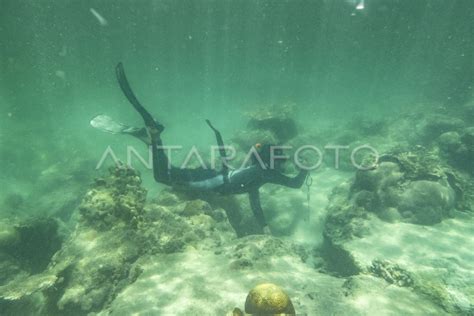 Turismo Submarino En La Isla De Natuna Antara Foto