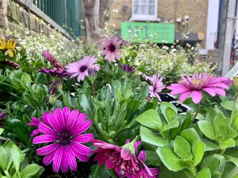 N1 Garden Centre London Quality Plants And Homeware