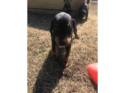 Mini Doberman pups ready to go Dallas - Puppies for Sale Near Me