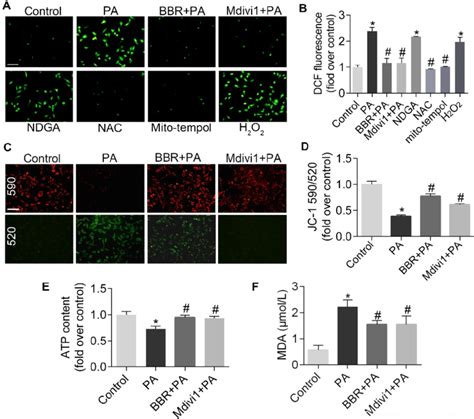 Bbr Inhibited Pa Induced Mtros Production And Mitochondrial Dysfunction