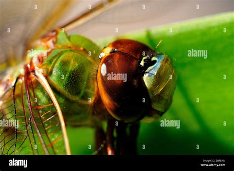 Dragonfly Head Closeup Stock Photo Alamy