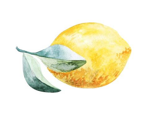 Premium Photo Set Of Watercolor Illustrations Of Lemons Hand Painted