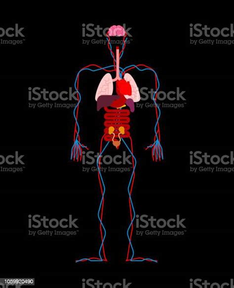 Organes Internes De Lanatomie Humaine Systèmes Dorganes Et Le Corps De