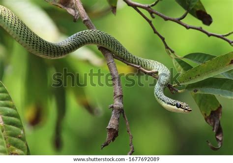 Chrysopelea Over 1090 Royalty Free Licensable Stock Photos Shutterstock