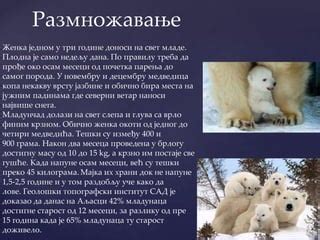 Поларни медвед Јана Стевановић | PPT