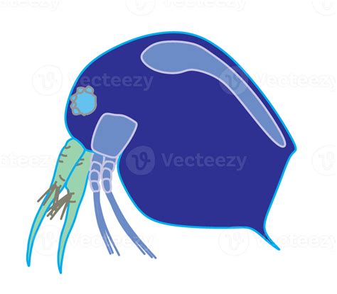 Plankton, water flea, zooplankton icon. Colorful cartoon cute animal ...