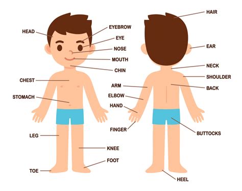 Aprendamos Las Partes Del Cuerpo En Ingles Bilarasa