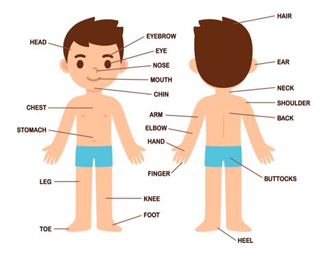 Imagen De Cuerpo Humano Y Sus Partes En Ingles Infoupdate Org