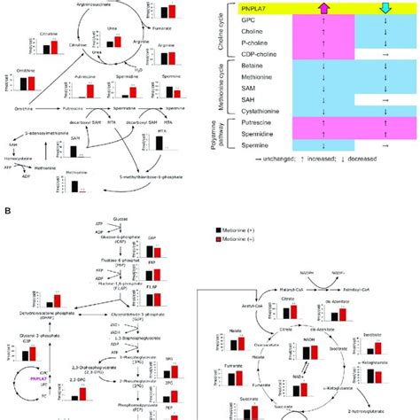 An Overview Of Hepatic Cholinemethionine Metabolism Key Metabolites