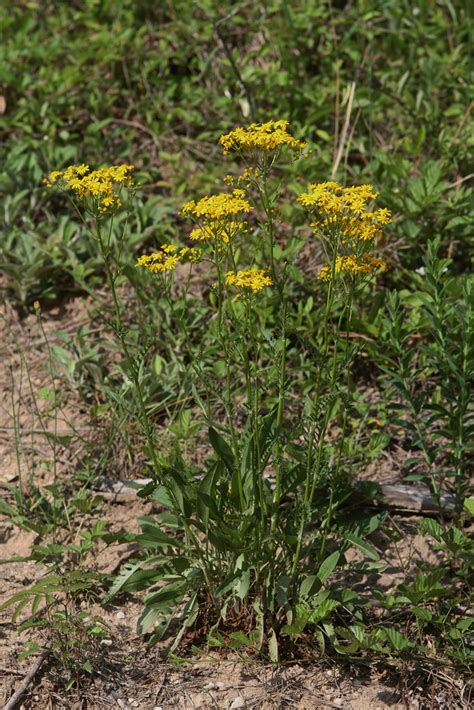 Maryland Biodiversity Project Small S Ragwort Packera Anonyma