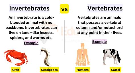 Invertebrates And Vertebrates- What's the Difference?