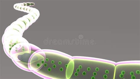 Gelatinous Sheath Stock Illustrations 9 Gelatinous Sheath Stock