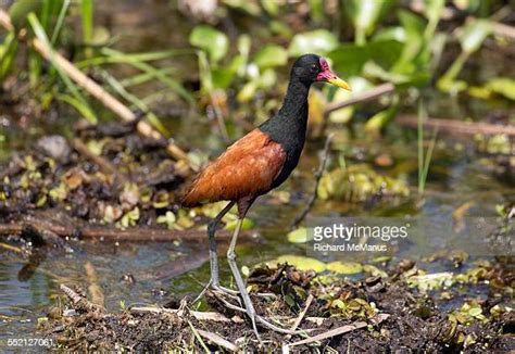 Wattled Jacana Jacana Jacana Photos And Premium High Res Pictures