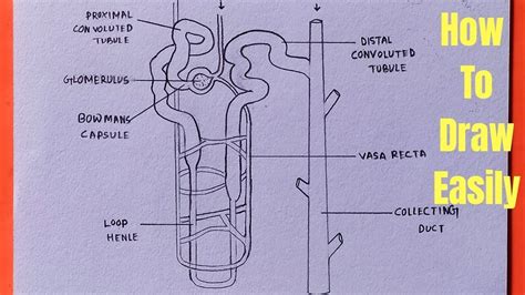 How To Draw A Nephron Digram Easily Amazing Art S YouTube