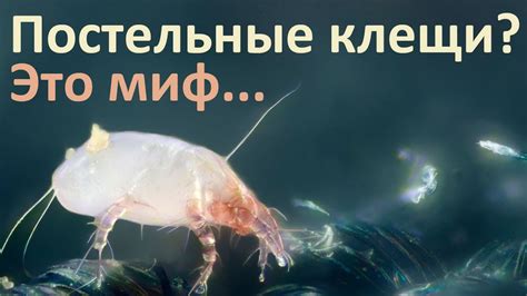 Почему постельные клещи - это миф? - YouTube