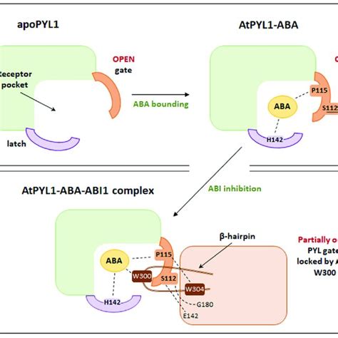 Aba Receptor Structure A Structure Of The Monomeric Apo Form Of