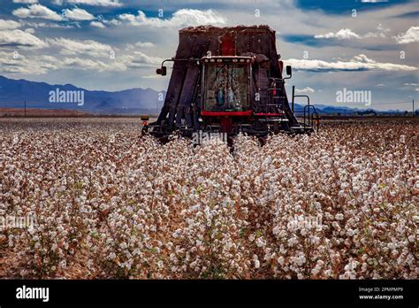 Approaching Harvester Pima Cotton Ready For Harvest Farming