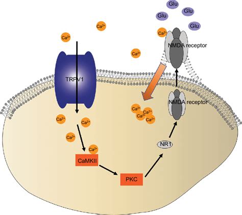 TRPV1 Activates A Complicated Pathway That Converges On NR1 Trafficking