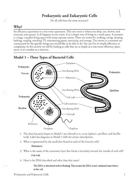 Honors Bio Pogil Prokaryotic And Eukaryotic Cells Pdf Cell Biology Prokaryote