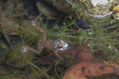 California Red-Legged Frog | Los Padres ForestWatch