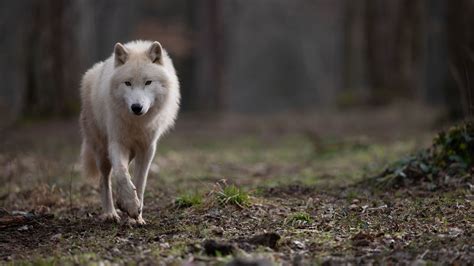 Dès le 01 07 18 H A N Hommes Animaux Nature une série