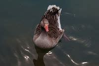 North American Greylag Geese