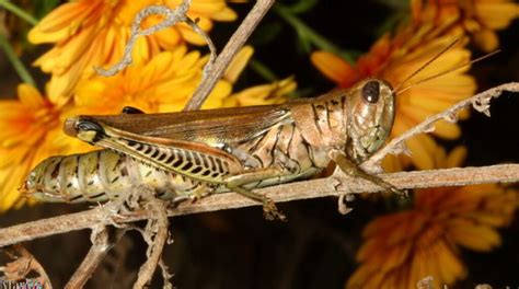 Differential Grasshopper - Melanoplus differentialis - North American ...