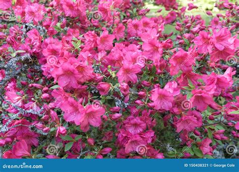 Fondo Rojo De Las Flores De Briiliant Imagen De Archivo Imagen De