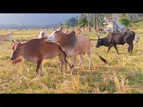 Kumpulan Sapi Lembu Jinak Sedang Bersama Rombongan Mencari Makan Di