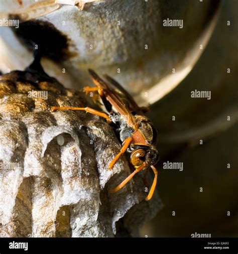 Paper Nest Wasp Polistes Variabilis With Larvae In Nest New South