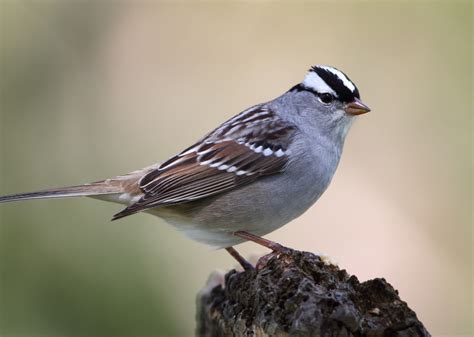 Most Commonly Seen Birds In New Mexico Stacker