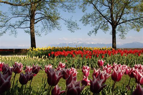 F Te De La Tulipe Morges Vanessa Hermann Concours Photo Lac